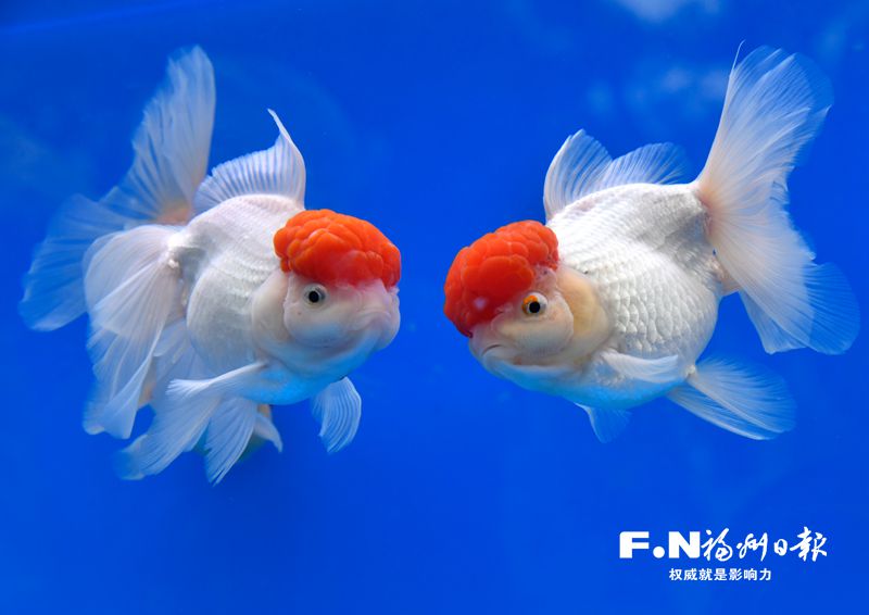 2022年福州金魚攝影大賽優(yōu)秀作品選登