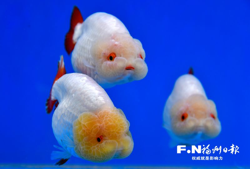 2022年福州金魚攝影大賽優(yōu)秀作品選登