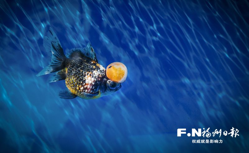 2022年福州金魚攝影大賽優(yōu)秀作品選登