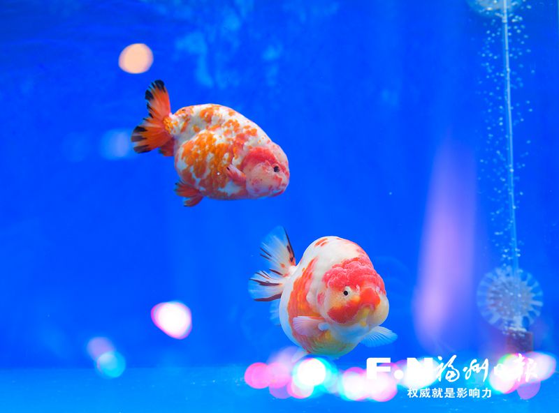 2022年福州金魚攝影大賽優(yōu)秀作品選登