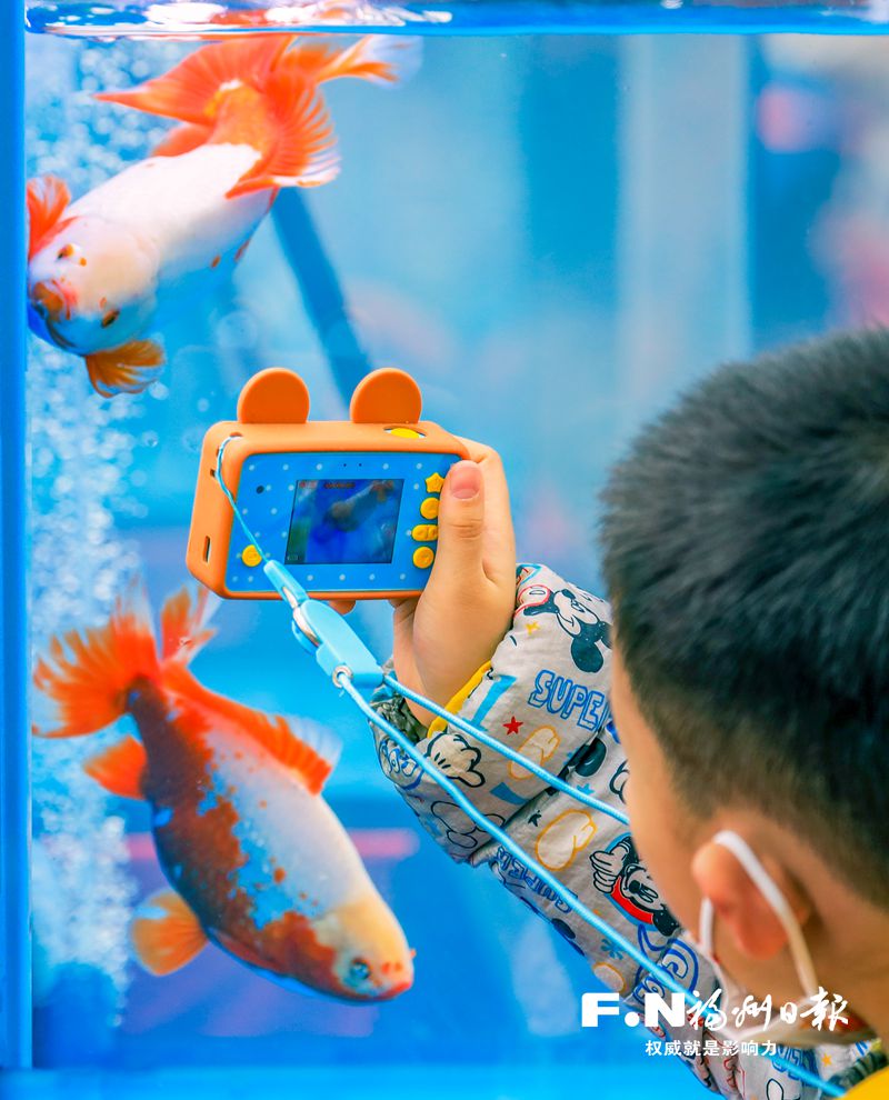 2022年福州金魚攝影大賽優(yōu)秀作品選登