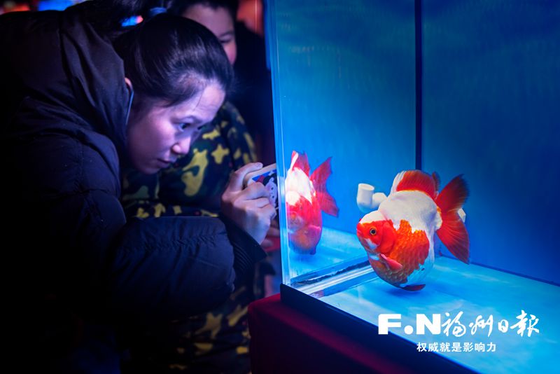 2022年福州金魚攝影大賽優(yōu)秀作品選登