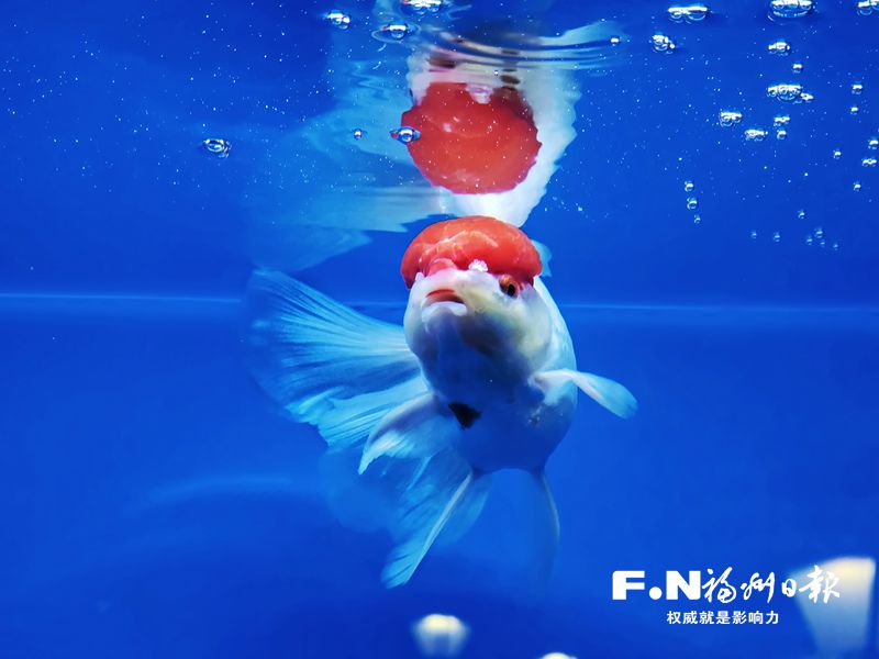 2022年福州金魚攝影大賽優(yōu)秀作品選登