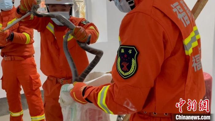 福州永泰2米長(zhǎng)眼鏡王蛇現(xiàn)村民家中 消防捕獲放生