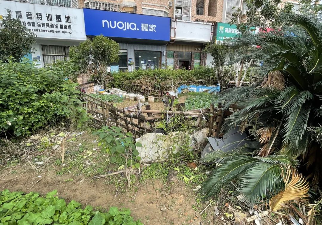 補坑還綠，福州高新區(qū)“顏值”提升在行動！