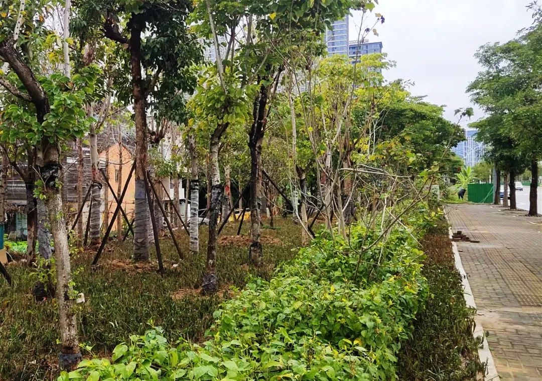 補坑還綠，福州高新區(qū)“顏值”提升在行動！