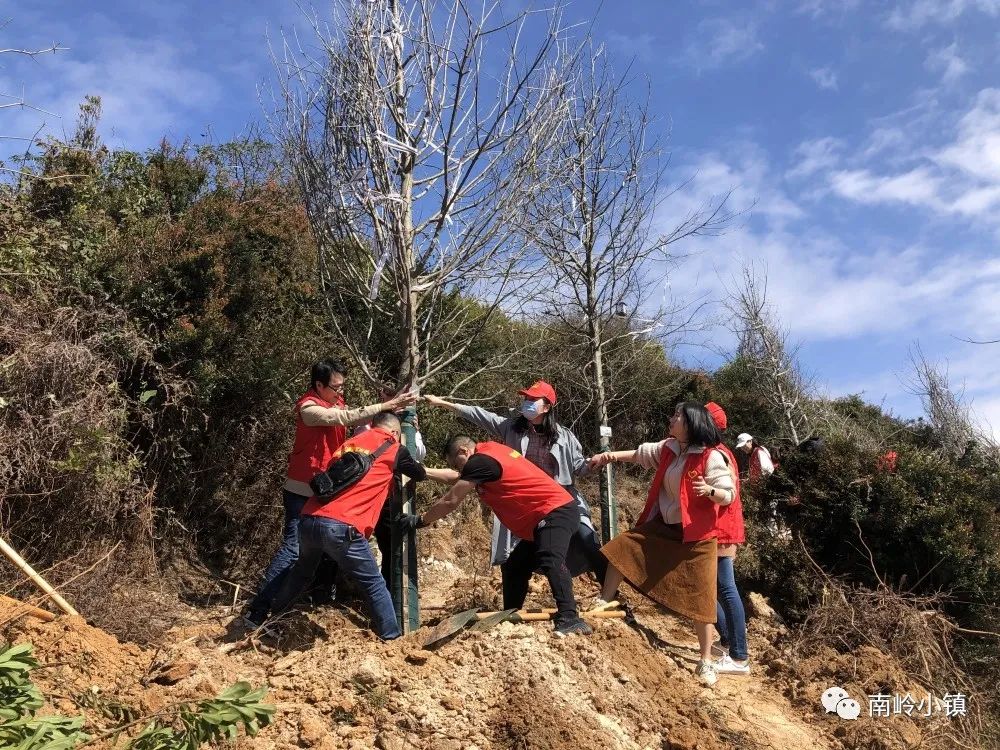 栽下一片綠，收獲滿眼春！為福清這群人點贊！