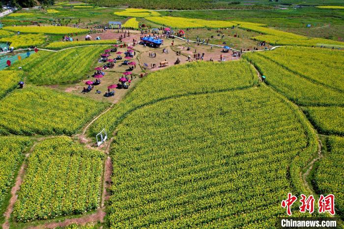福建閩侯油菜花海引客來