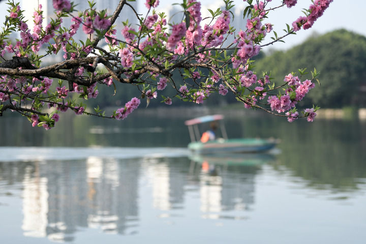 福州：踏青賞花享春光