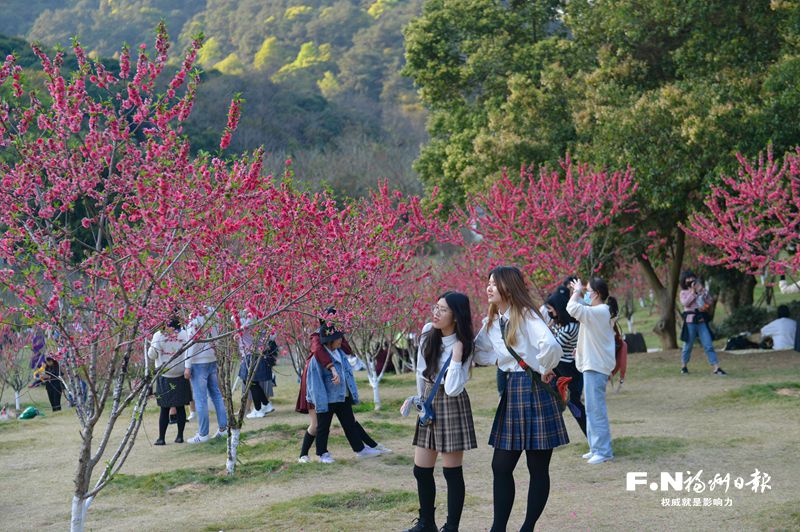 福州森林公園桃花開(kāi) 福州森林公園桃花開(kāi)