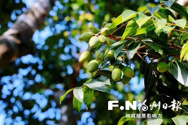 閩侯白沙鎮(zhèn)改良橄欖品種，開拓全國(guó)市場(chǎng)