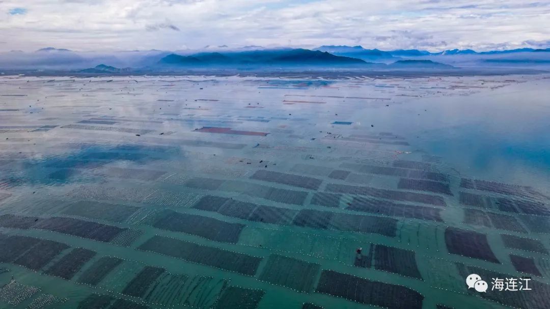 供不應(yīng)求！連江千畝龍須菜豐收上市