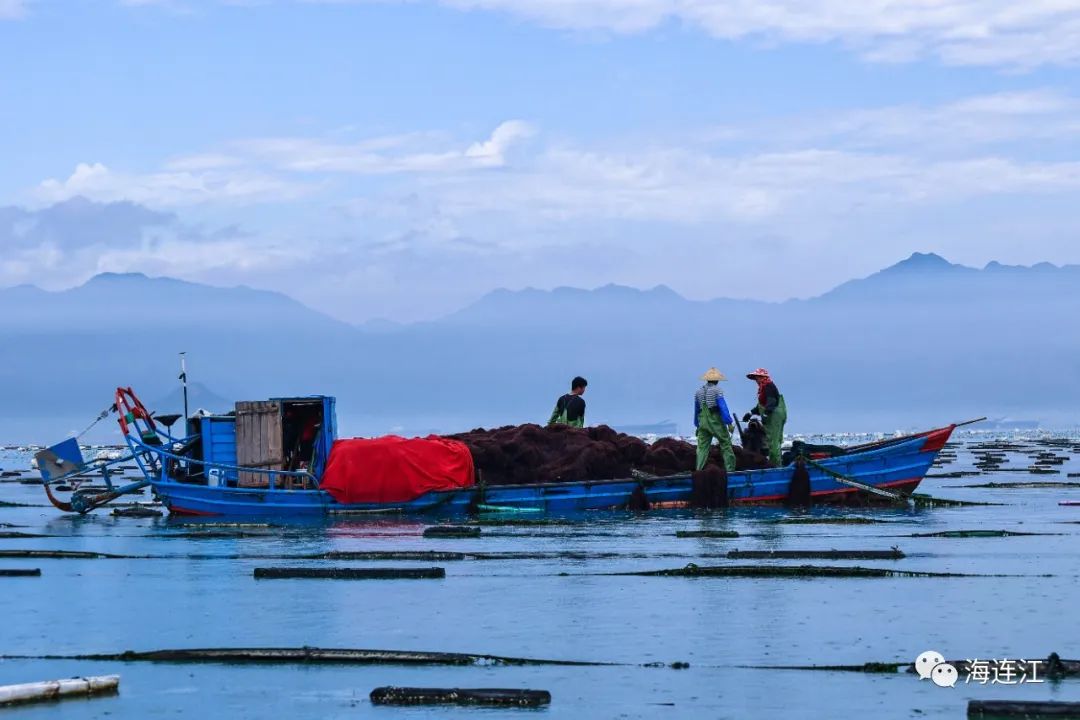 供不應(yīng)求！連江千畝龍須菜豐收上市