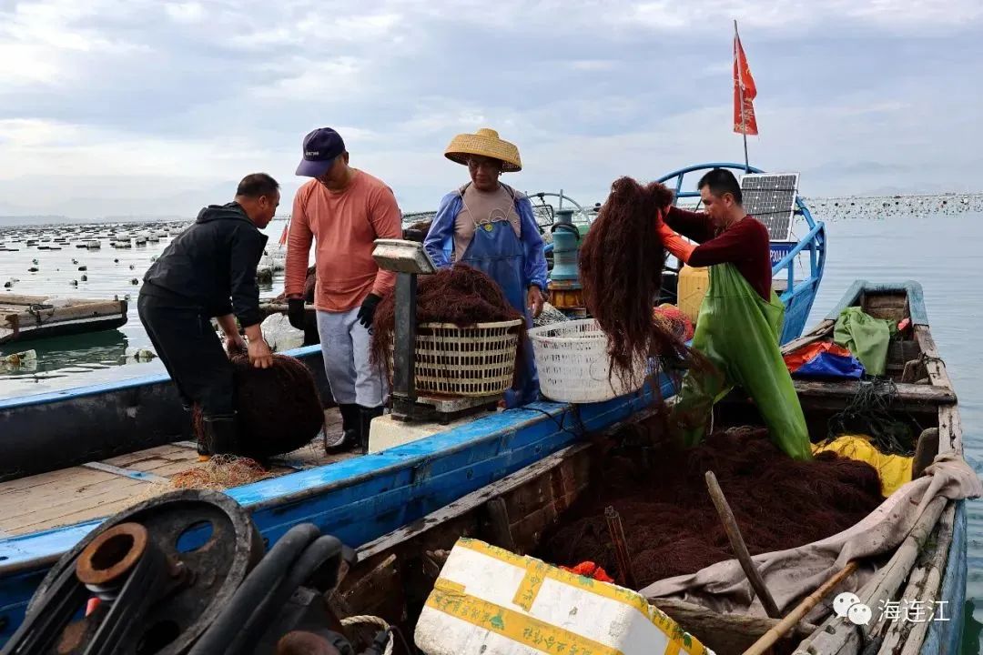 供不應(yīng)求！連江千畝龍須菜豐收上市