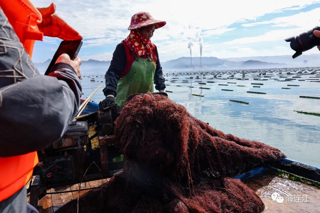 供不應(yīng)求！連江千畝龍須菜豐收上市