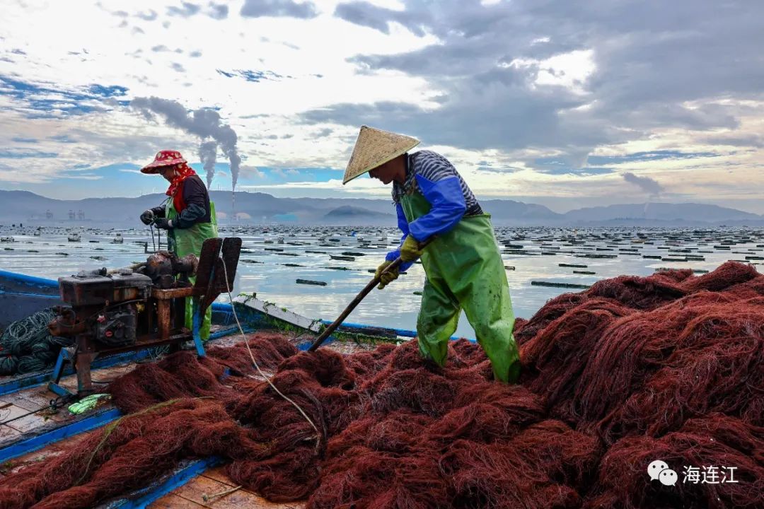 供不應(yīng)求！連江千畝龍須菜豐收上市