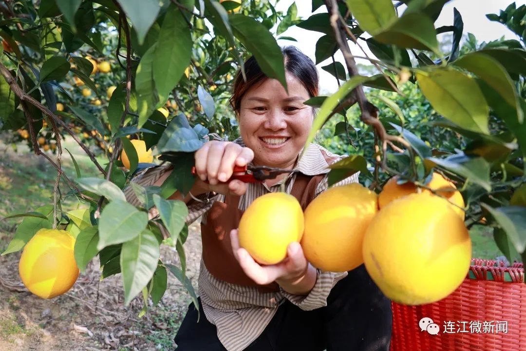 搶“鮮”上市！連江上百畝果園開摘！