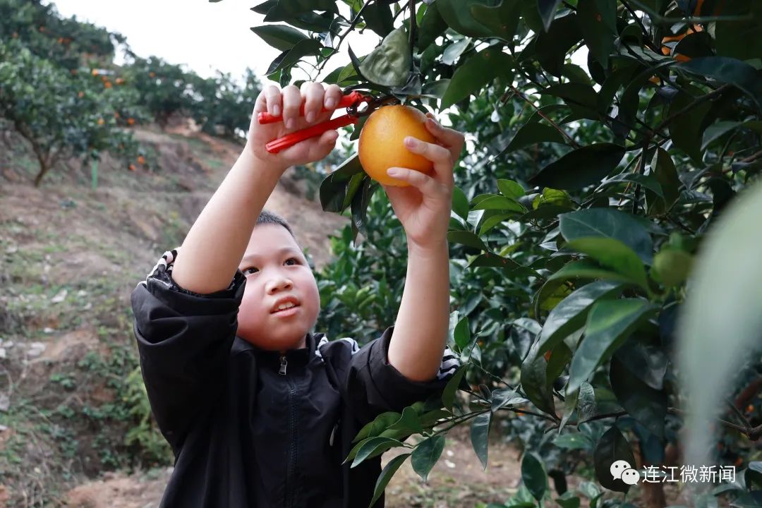 搶“鮮”上市！連江上百畝果園開摘！