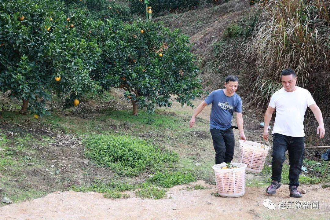 搶“鮮”上市！連江上百畝果園開摘！