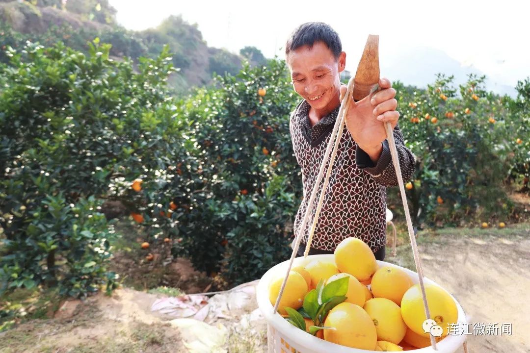 搶“鮮”上市！連江上百畝果園開摘！