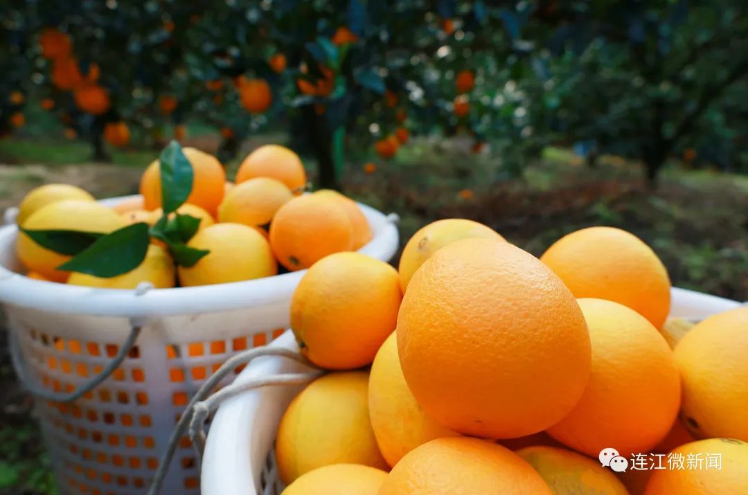 搶“鮮”上市！連江上百畝果園開摘！