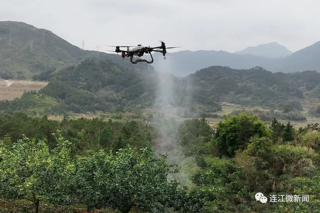 搶“鮮”上市！連江上百畝果園開摘！