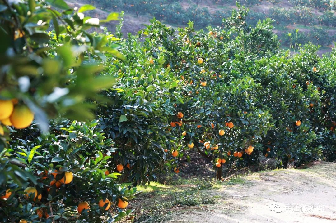 搶“鮮”上市！連江上百畝果園開摘！