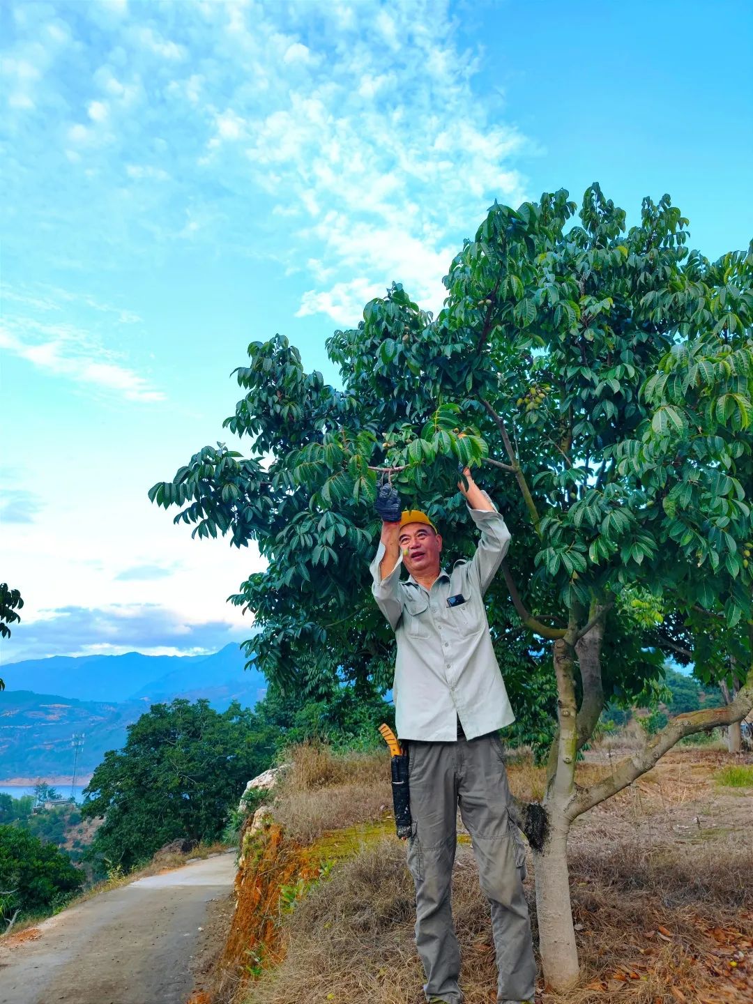 閩清：以“橄欖綠”擦亮鄉(xiāng)村振興底色