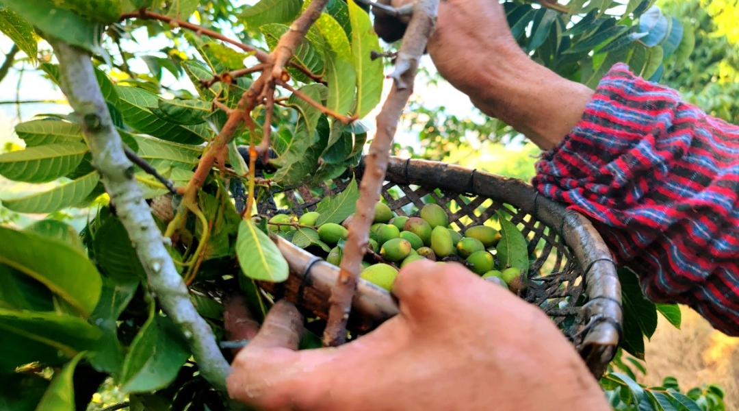 閩清：以“橄欖綠”擦亮鄉(xiāng)村振興底色