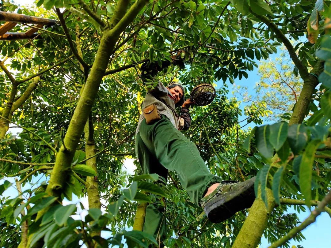 閩清：以“橄欖綠”擦亮鄉(xiāng)村振興底色