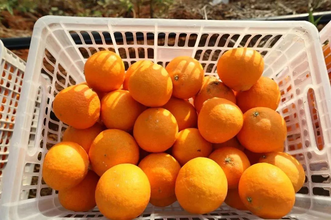 初冬上新！果凍口感，閩清橘中“愛(ài)馬仕”迎來(lái)采摘季