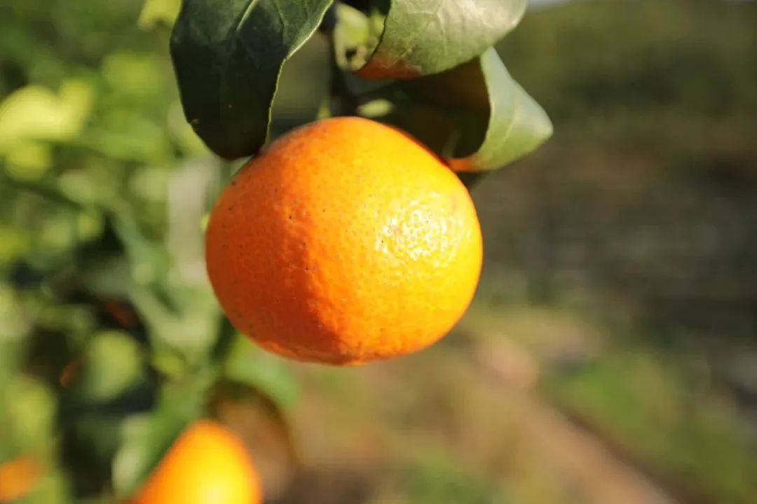 初冬上新！果凍口感，閩清橘中“愛(ài)馬仕”迎來(lái)采摘季