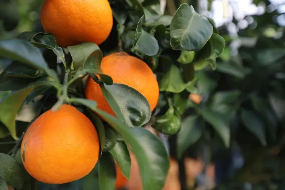 初冬上新！果凍口感，閩清橘中“愛(ài)馬仕”迎來(lái)采摘季