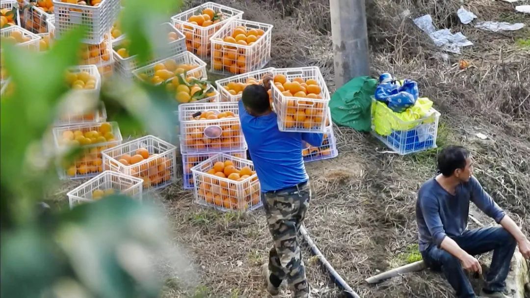 初冬上新！果凍口感，閩清橘中“愛(ài)馬仕”迎來(lái)采摘季