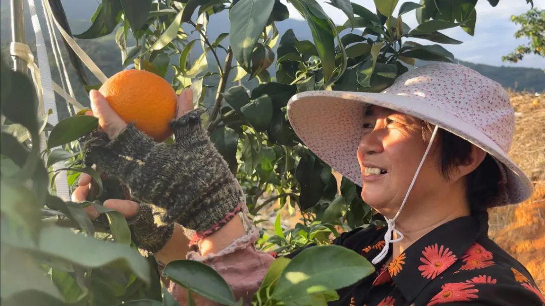 初冬上新！果凍口感，閩清橘中“愛(ài)馬仕”迎來(lái)采摘季