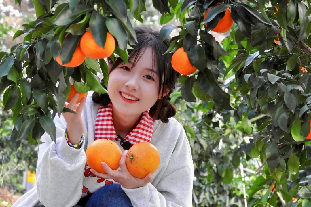 初冬上新！果凍口感，閩清橘中“愛(ài)馬仕”迎來(lái)采摘季