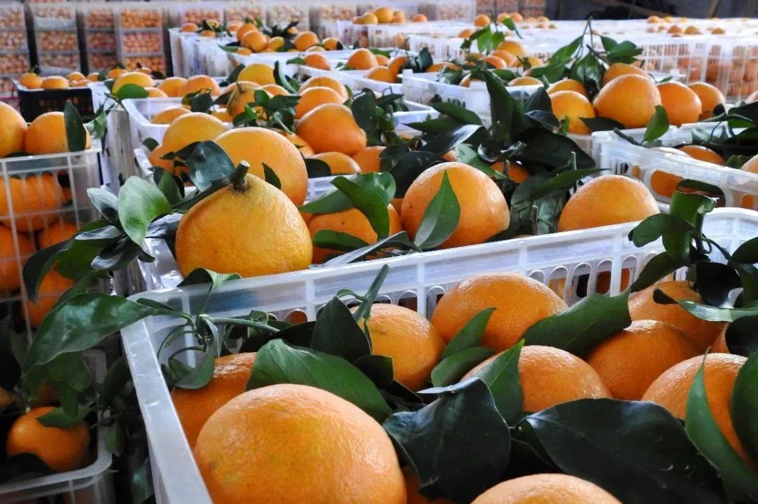 初冬上新！果凍口感，閩清橘中“愛(ài)馬仕”迎來(lái)采摘季
