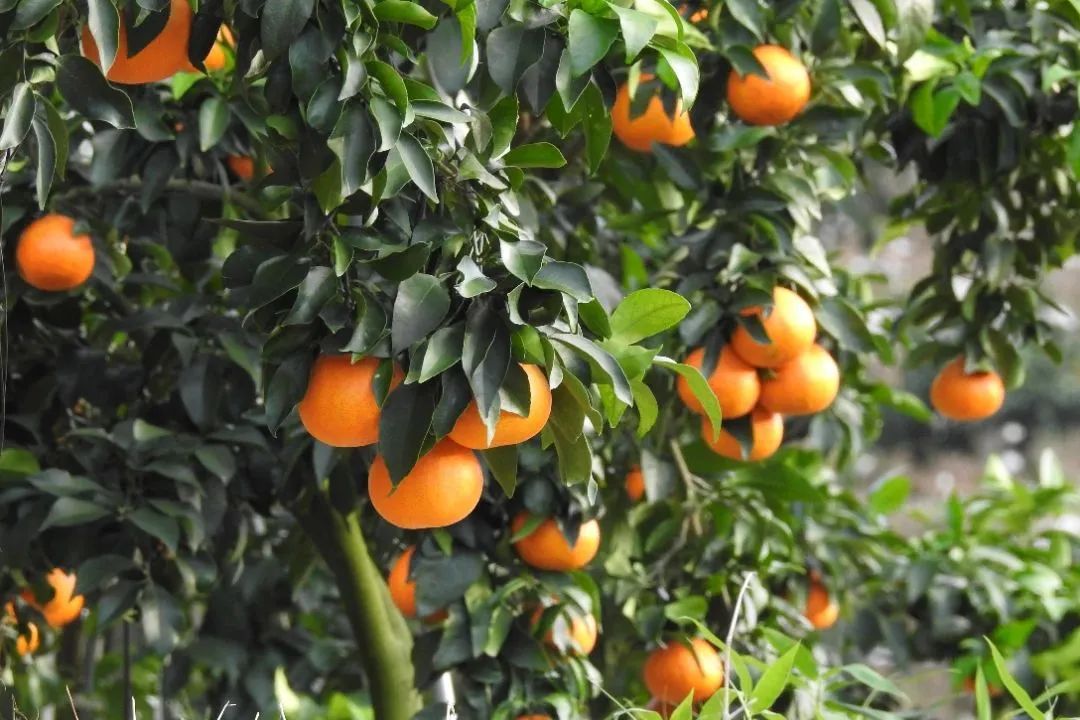 初冬上新！果凍口感，閩清橘中“愛(ài)馬仕”迎來(lái)采摘季