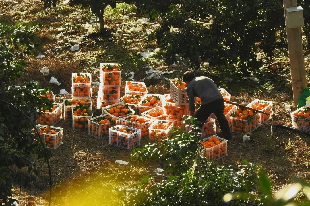 初冬上新！果凍口感，閩清橘中“愛(ài)馬仕”迎來(lái)采摘季