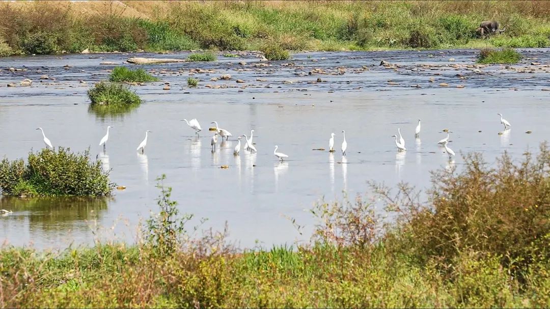閩清塔莊:黨員引領(lǐng)強(qiáng)整治 河流生態(tài)大改善 閩清塔莊:黨員引領(lǐng)強(qiáng)整治 河流生態(tài)大改善