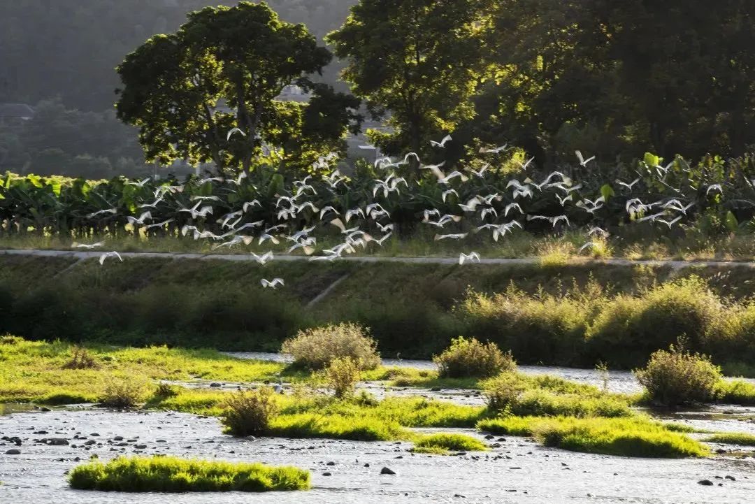 閩清塔莊:黨員引領(lǐng)強(qiáng)整治 河流生態(tài)大改善 閩清塔莊:黨員引領(lǐng)強(qiáng)整治 河流生態(tài)大改善