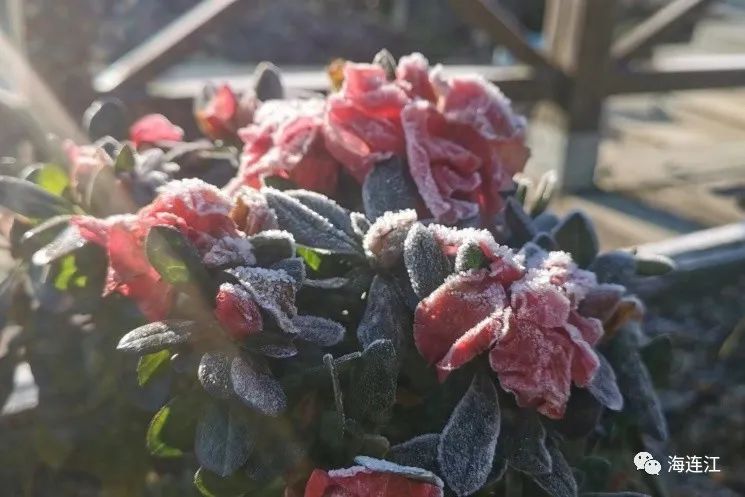 冷！連江霜凍景觀來襲！