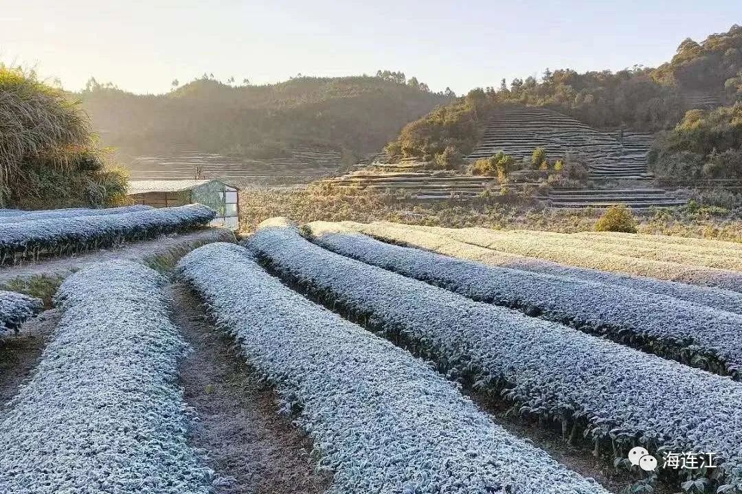 冷！連江霜凍景觀來襲！