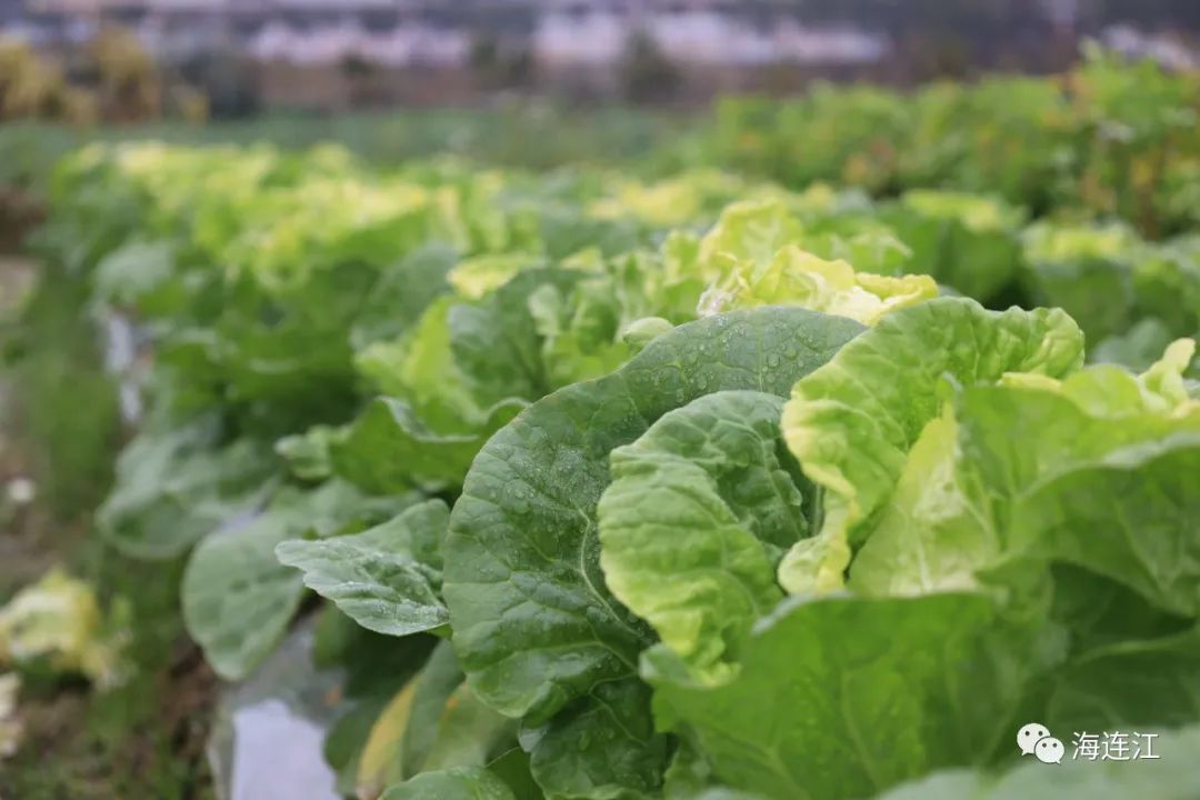 冷！連江霜凍景觀來襲！