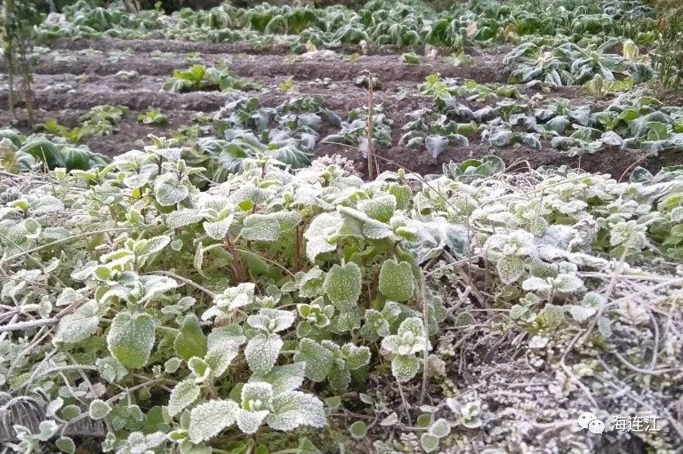 冷！連江霜凍景觀來襲！