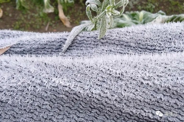 冷！連江霜凍景觀來襲！