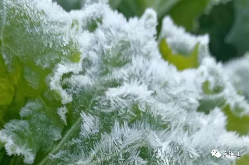 冷！連江霜凍景觀來襲！